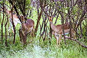 Pilanesberg National Park - Impala [Aepyceros melampus]
